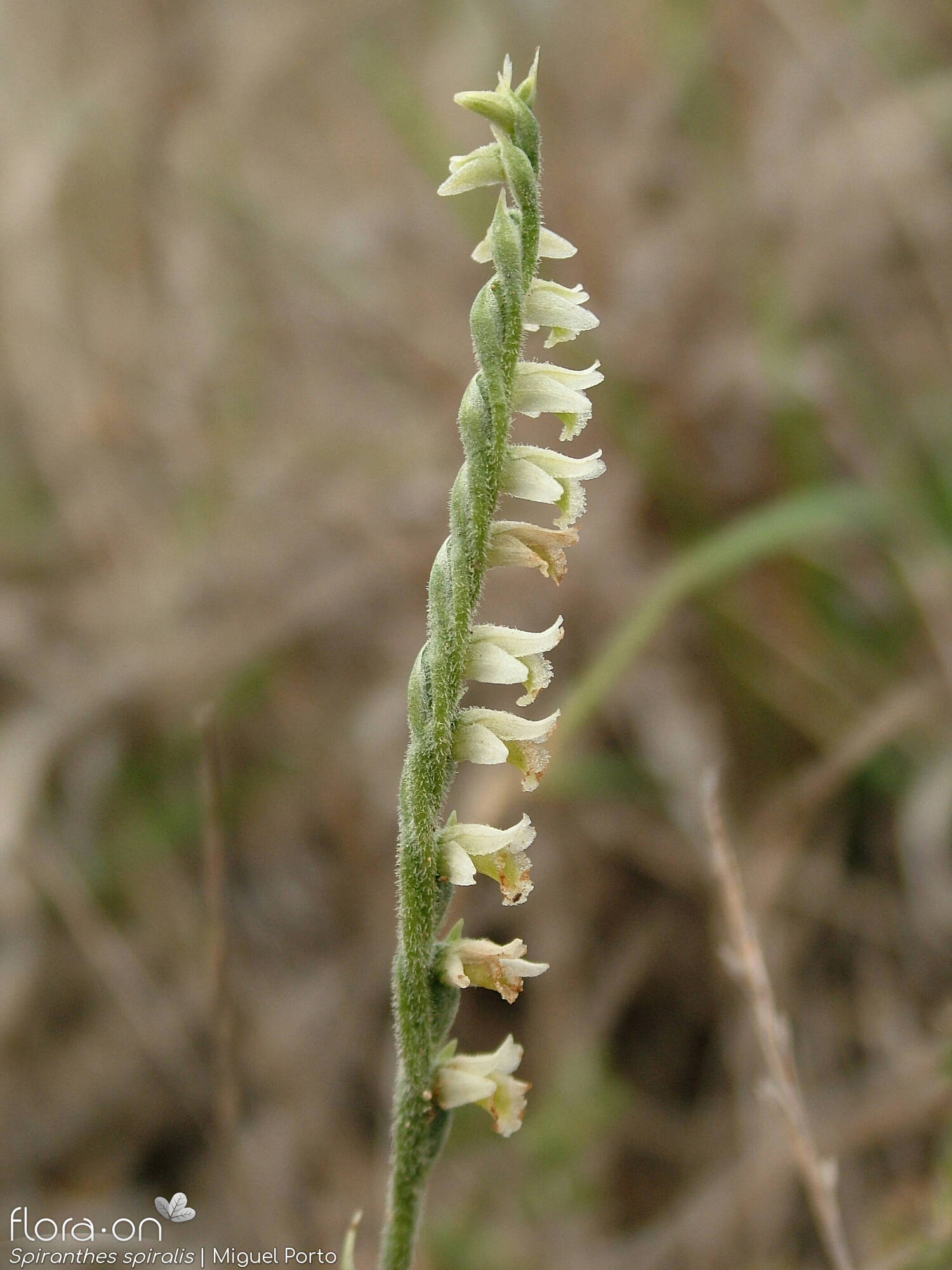 Spiranthes spiralis