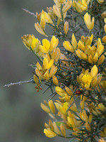 Stauracanthus genistoides