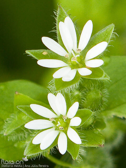 Stellaria media