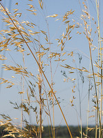 Stipa gigantea