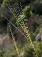 Stipa offneri