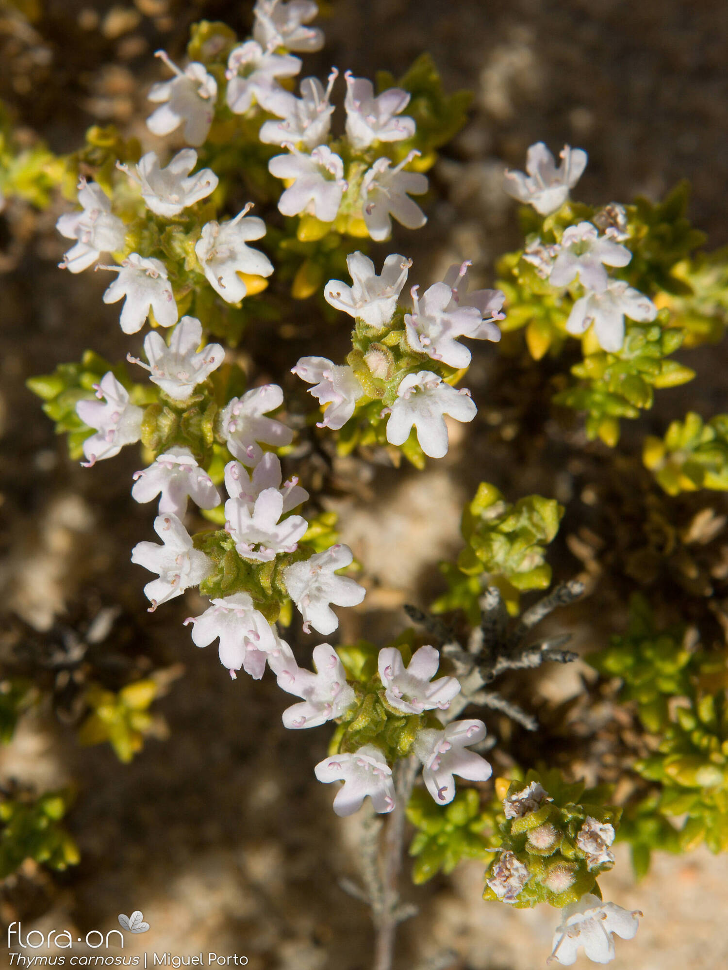 Thymus carnosus
