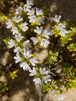 Thymus carnosus