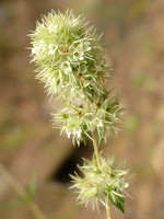 Thymus mastichina