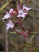 Thymus zygis