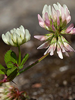 Trifolium nigrescens
