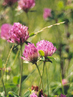Trifolium pratense