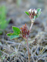 Trifolium scabrum