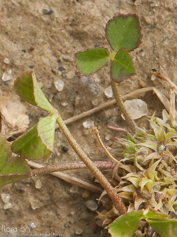 Trifolium suffocatum - Folha | Miguel Porto; CC BY-NC 4.0