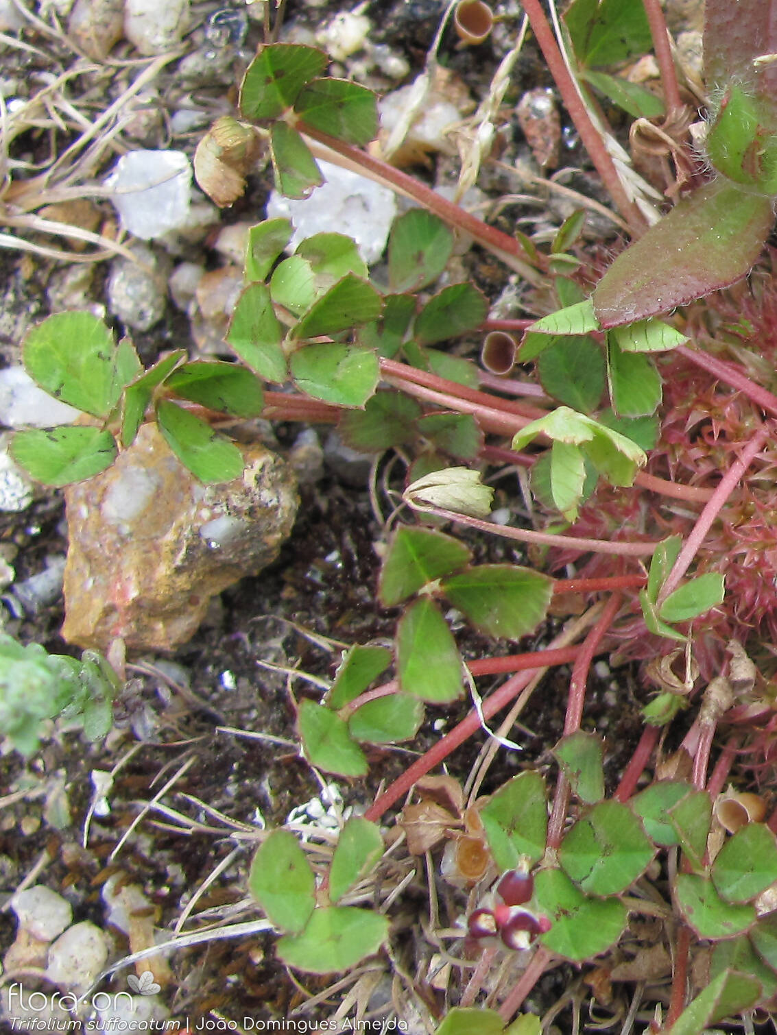 Trifolium suffocatum - Hábito | João Domingues Almeida; CC BY-NC 4.0