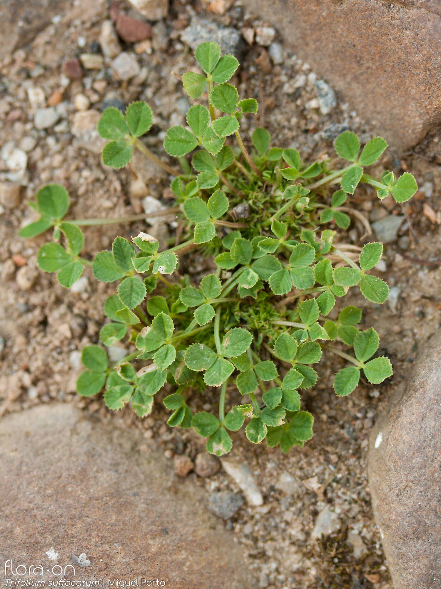 Trifolium suffocatum - Hábito | Miguel Porto; CC BY-NC 4.0