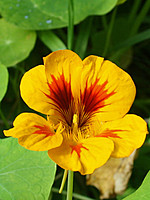 Tropaeolum majus