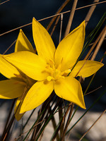 Tulipa sylvestris