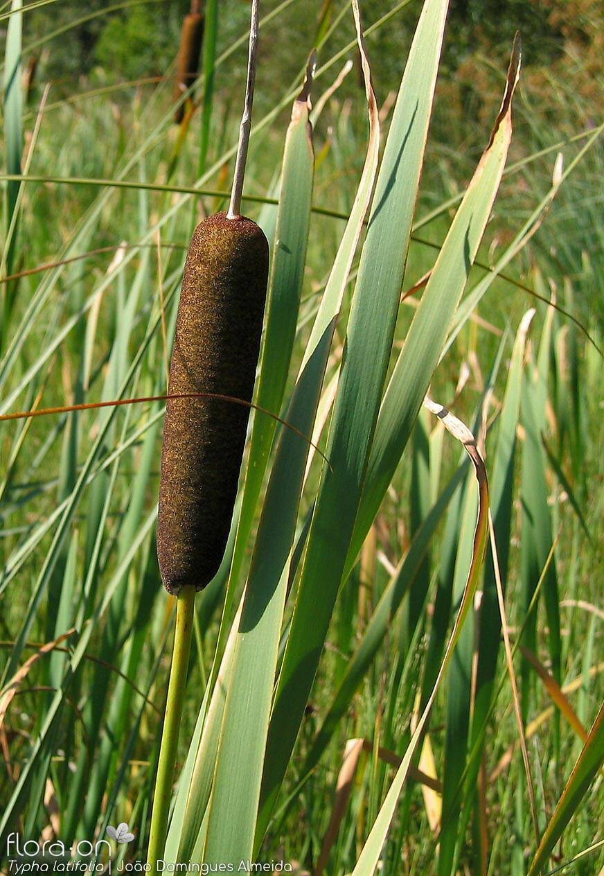 Typha latifolia - Flor (geral) | João Domingues Almeida; CC BY-NC 4.0