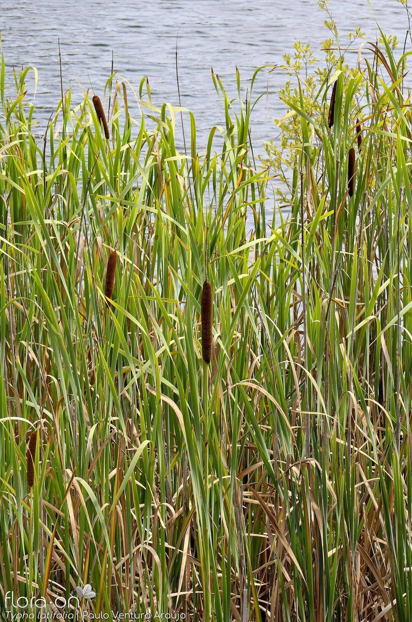 Typha latifolia - Hábito | Paulo Ventura Araújo; CC BY-NC 4.0