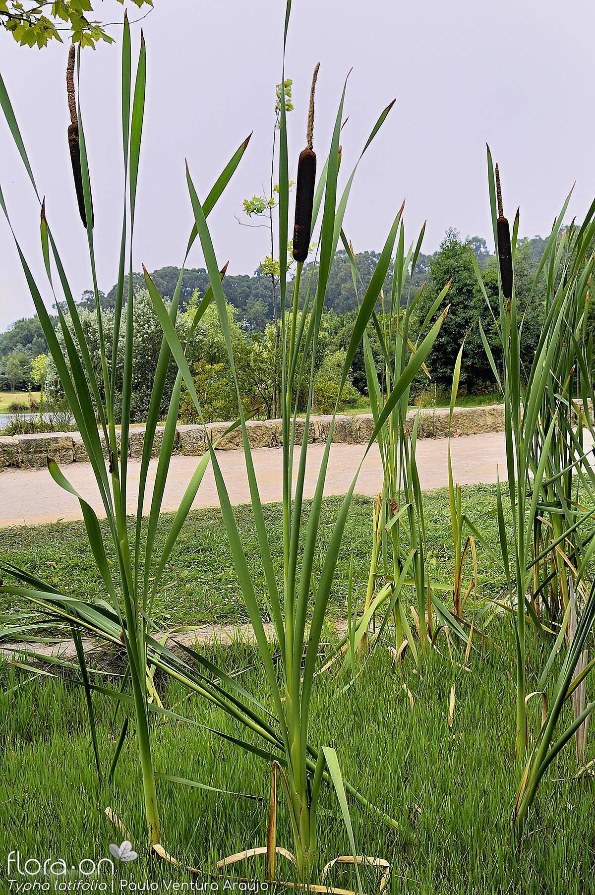 Typha latifolia - Hábito | Paulo Ventura Araújo; CC BY-NC 4.0