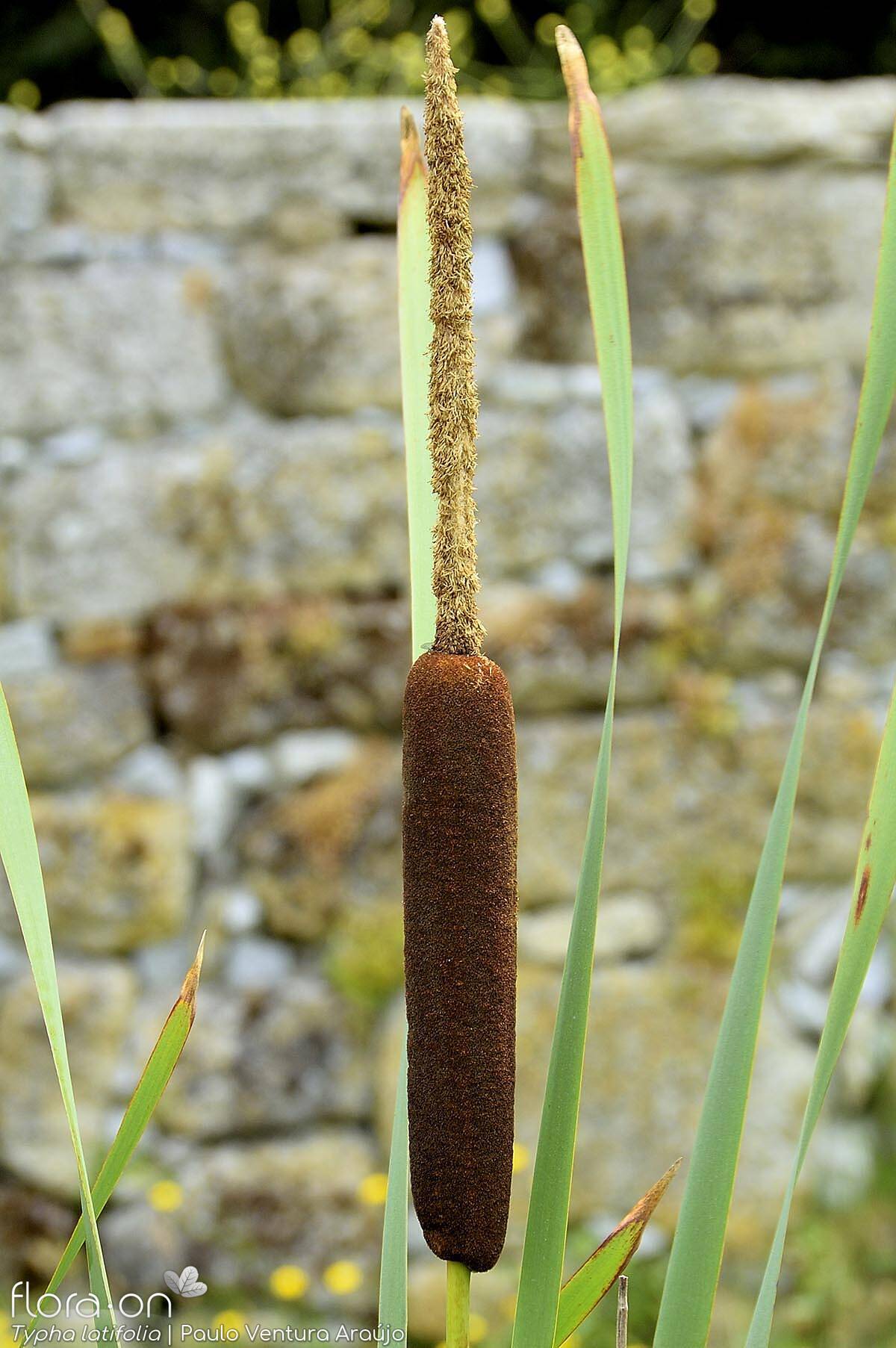 Typha latifolia - Flor (geral) | Paulo Ventura Araújo; CC BY-NC 4.0