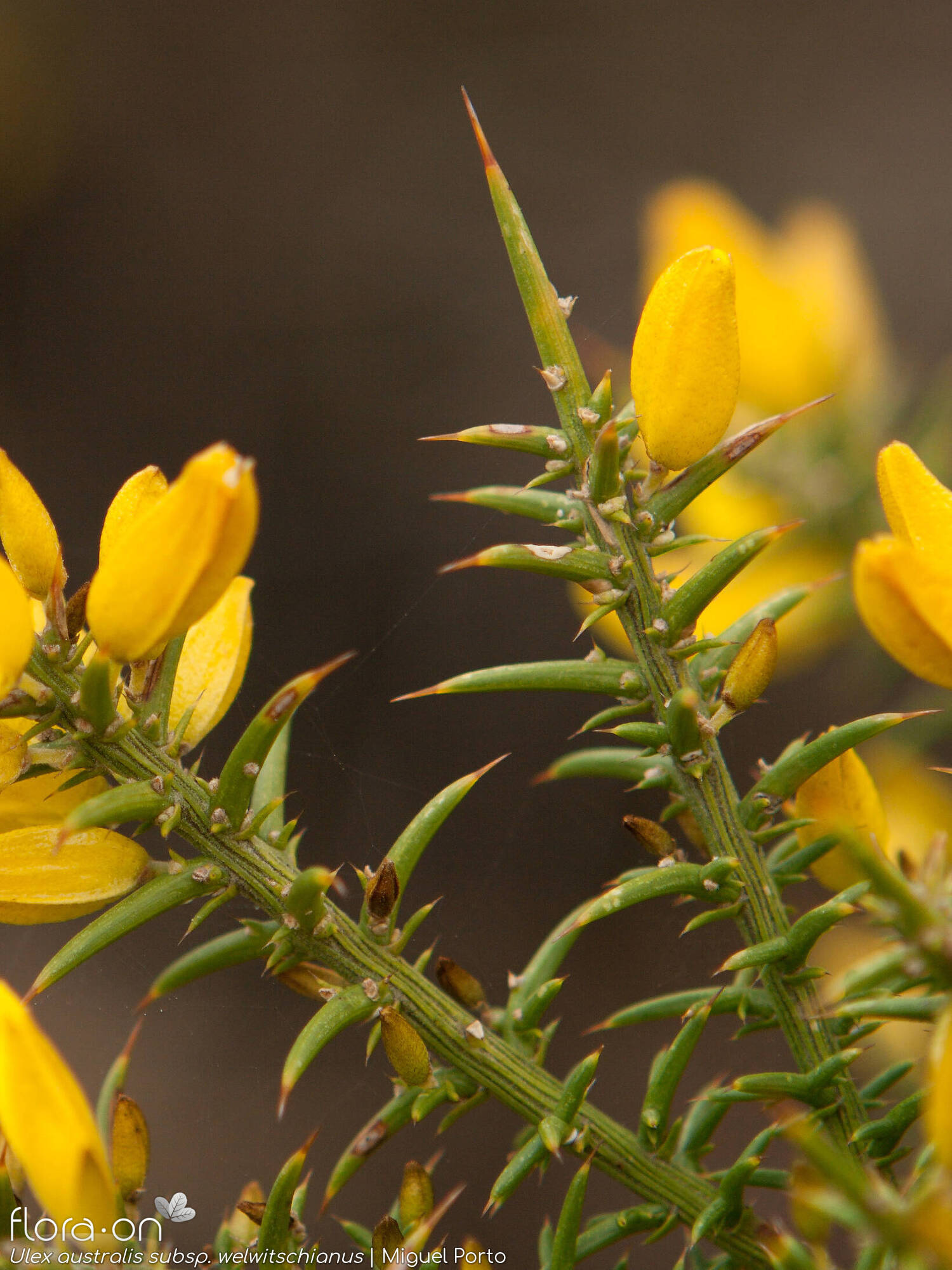 Ulex australis