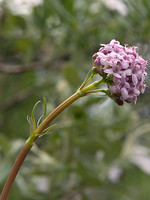 Valeriana tuberosa