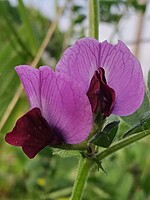 Vicia sativa