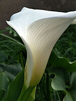 Zantedeschia aethiopica