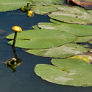 Plantas aquáticas